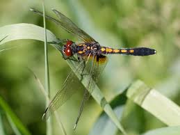 Attēlu rezultāti vaicājumam “Leucorrhinia”