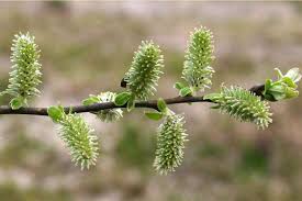 Attēlu rezultāti vaicājumam “Salix cinerea female flower”