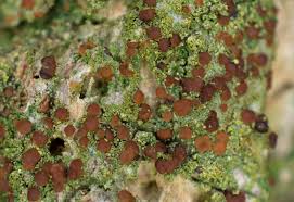 Attēlu rezultāti vaicājumam “Bacidia rubella”