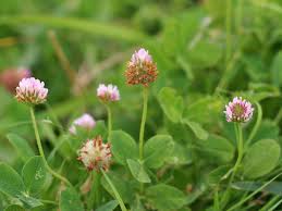 Attēlu rezultāti vaicājumam “Trifolium fragiferum”