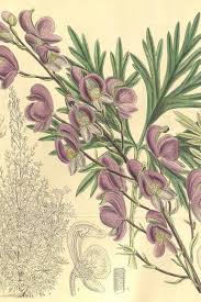 Attēlu rezultāti vaicājumam “Aconitum napellus flower”