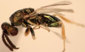 Attēlu rezultāti vaicājumam “Torymidae”