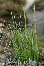 Attēlu rezultāti vaicājumam “Triglochin maritimum”