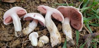 Attēlu rezultāti vaicājumam “Agaricus”