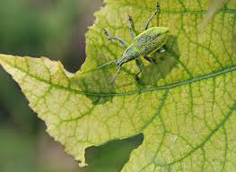 Attēlu rezultāti vaicājumam “Chlorophanus viridis”