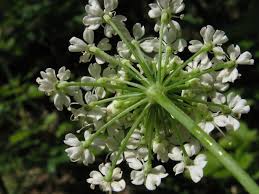 Attēlu rezultāti vaicājumam “Laserpitium latifolium”