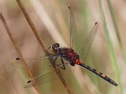 Attēlu rezultāti vaicājumam “Leucorrhinia dubia male”