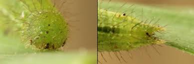 Attēlu rezultāti vaicājumam “Lopinga achine underside”