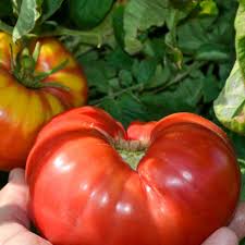 Afbeeldingsresultaat voor mortgage lifter bicolor strain tomato