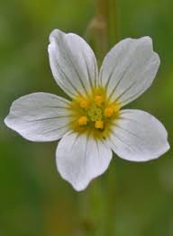 Attēlu rezultāti vaicājumam “Linum catharticum fruit”