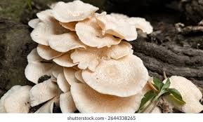 Attēlu rezultāti vaicājumam “Amaurochaete atra macro”