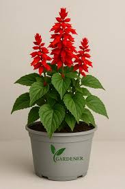 Image result for Salvia splendens