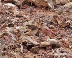 Image result for Bucanetes githagineus