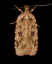 Attēlu rezultāti vaicājumam “Agonopterix heracliana”
