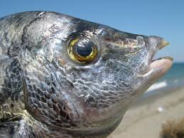 Image result for Diplodus puntazzo