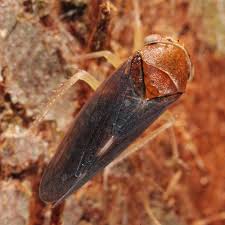 Attēlu rezultāti vaicājumam “Oncopsis sp.”