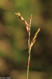 Attēlu rezultāti vaicājumam “Carex digitata fruit”