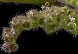Attēlu rezultāti vaicājumam “Carex dioica male flower”