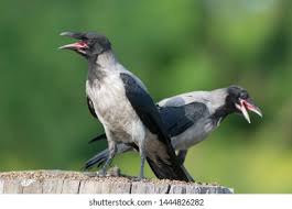 Attēlu rezultāti vaicājumam “Corvus cornix juvenile”