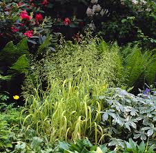 Attēlu rezultāti vaicājumam “Milium effusum flower”
