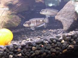 Attēlu rezultāti vaicājumam “Meleagris male”