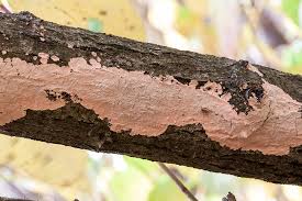 Attēlu rezultāti vaicājumam “Corticium roseum”