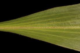 Attēlu rezultāti vaicājumam “Scorzonera humilis leaf”