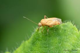 Attēlu rezultāti vaicājumam “Psallus sp.”