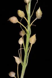 Attēlu rezultāti vaicājumam “Bunias orientalis bud”