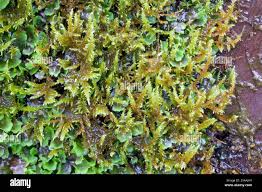 Attēlu rezultāti vaicājumam “Cratoneuron filicinum”