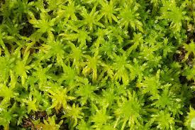 Attēlu rezultāti vaicājumam “Sphagnum fallax sporophyte”