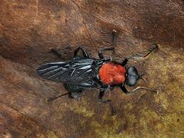 Attēlu rezultāti vaicājumam “Clitellaria ephippium”