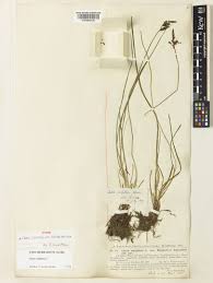 Attēlu rezultāti vaicājumam “Carex cespitosa”