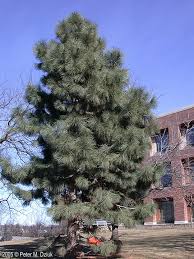 Attēlu rezultāti vaicājumam “Pinus ponderosa”