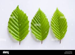 Attēlu rezultāti vaicājumam “Carpinus betulus leaf”