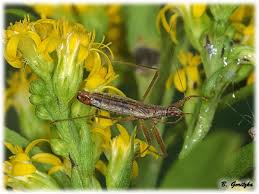 Attēlu rezultāti vaicājumam “Nabis limbatus”