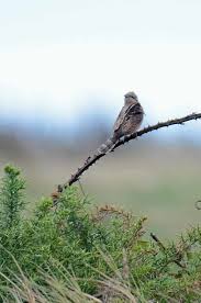 Attēlu rezultāti vaicājumam “Jynx torquilla adult”