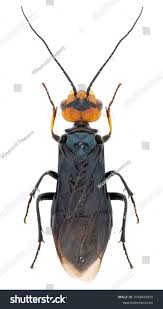 Attēlu rezultāti vaicājumam “Acantholyda erythrocephala”