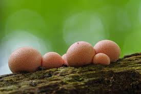 Attēlu rezultāti vaicājumam “Lycogala leopardinum young”