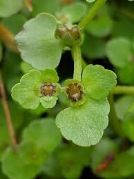 Attēlu rezultāti vaicājumam “Chrysosplenium alternifolium fruit”