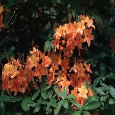Attēlu rezultāti vaicājumam “Rhododendron calendulaceum flower”