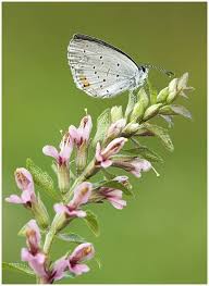 Attēlu rezultāti vaicājumam “Everes argiades”