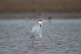 Attēlu rezultāti vaicājumam “Ardea cinerea adult”