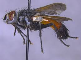 Attēlu rezultāti vaicājumam “Cylindromyia sp.”