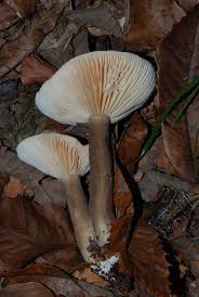 Attēlu rezultāti vaicājumam “Lactarius lygniotus”