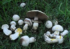 Attēlu rezultāti vaicājumam “Agaricus”