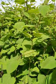 Attēlu rezultāti vaicājumam “Reynoutria sachalinensis”