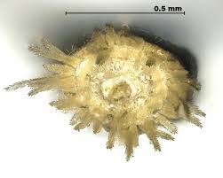 Attēlu rezultāti vaicājumam “Centaurea stoebe bud”