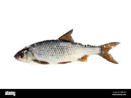 Attēlu rezultāti vaicājumam “Rutilus rutilus”