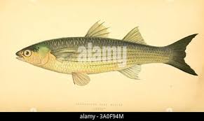 Image result for Liza aurata